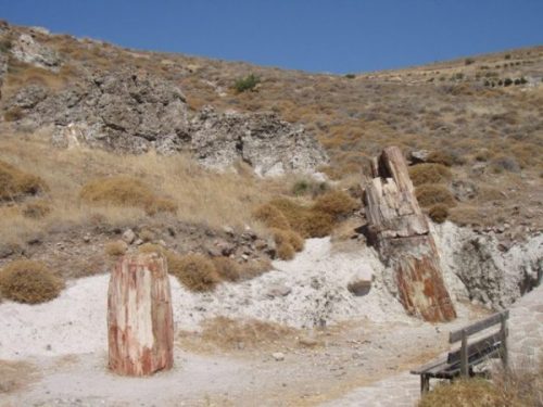 lesvos foret pétrifiée bois 