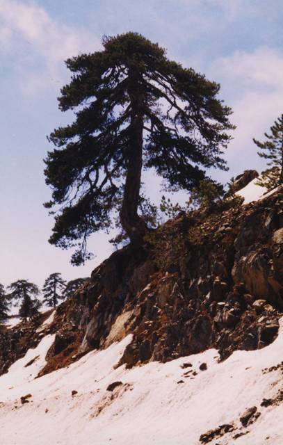 chypre-troodos-neige.1296496529.JPG