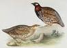 francolin-noir.1296380056.jpg