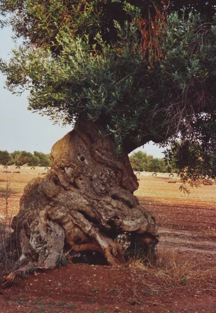 pouilleolivier - Copie