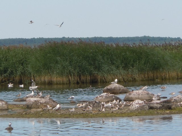 EstonieSaaremaoiseaux - Copie