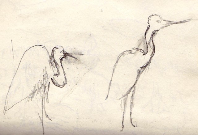 oiseaux, ibis