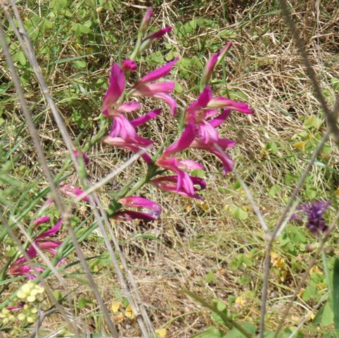 glaieul rose sauvage et muscari