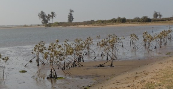 sénégal dt 163 - Copie