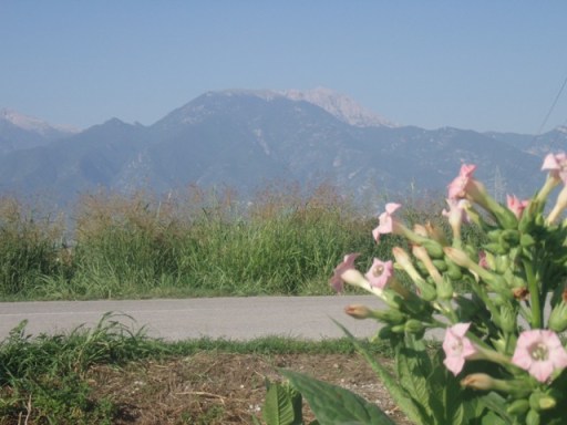 macedoine mp 159 - Copie