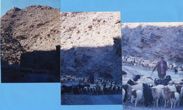 le troupeau de chèvre avance dans le canyon