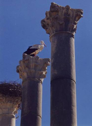 Volubilis0002 - Copie