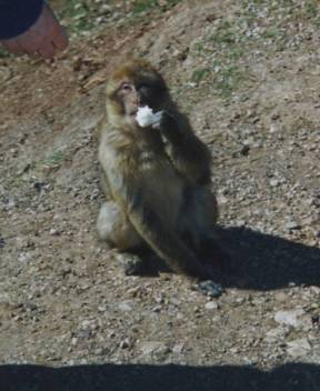 fes à midelt singes