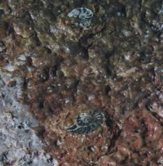 Erfoud fossiles : goniatites