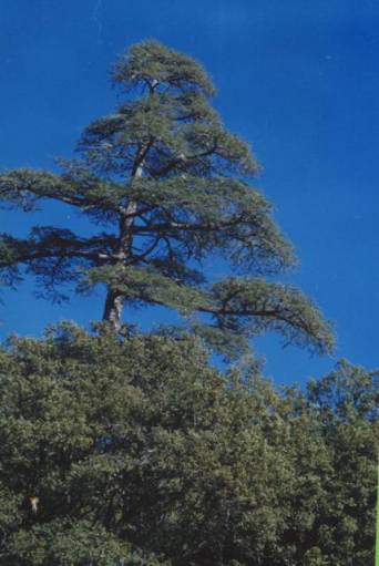 Cèdre de l'Atlas sur la route de Fès à Midelt