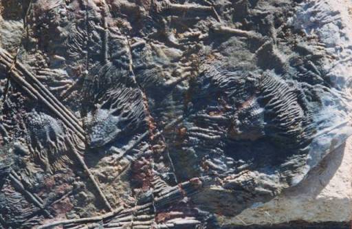 Erfoud, fossiles d'Encrines