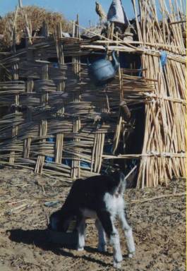 les chevreaux des nomades 