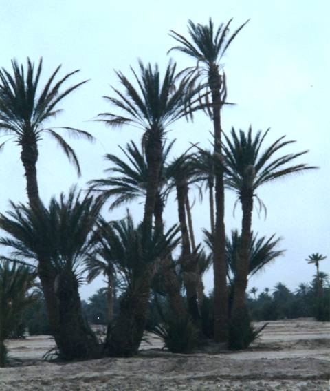La palmeraie du Tafilalet