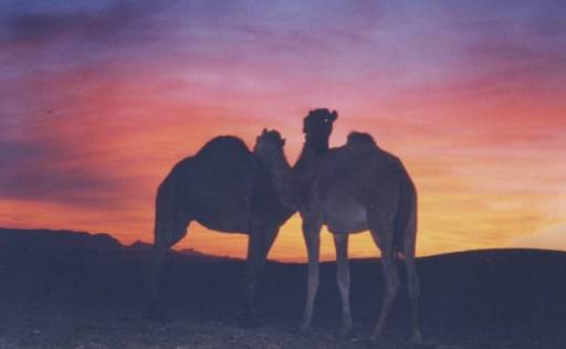 merzouga0013 - Copie