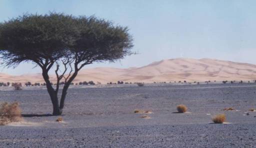 merzouga0003 - Copie