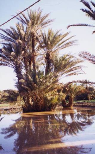 Eté : après l'orage dans la palmeraie inondée