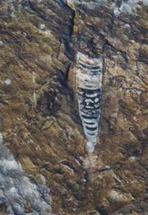 Erfoud fossiles : Orthoceras