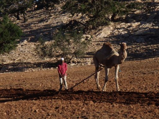 Dromadaire de labour