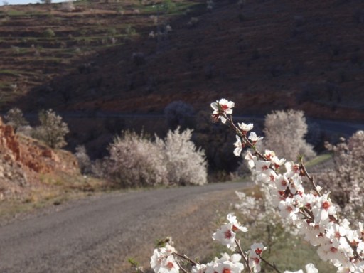 les amandiers de Tafraout