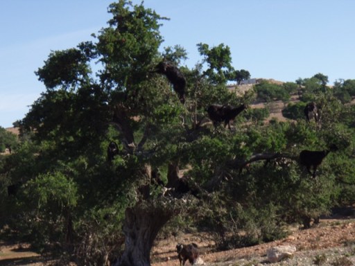 Les chèvres dans l'arganier
