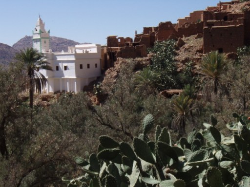 Tafraout mosquée et opuntia