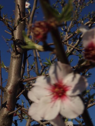 Amandiers en fleurs