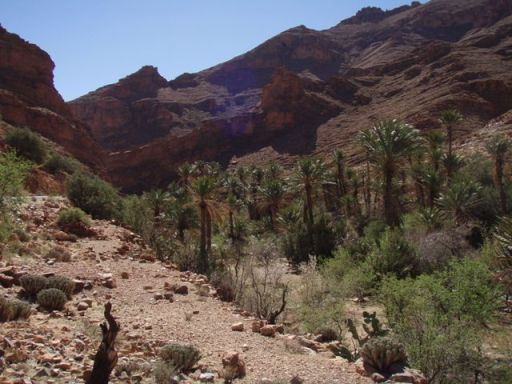 Tafraout Ait Mansour Palmeraie