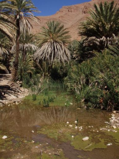 Tafraout Ait Mansour palmiers