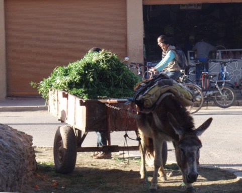 âne et verdure à Taroudant