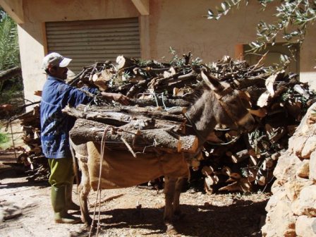 tafraout âne charriant du bois et anier - Copie