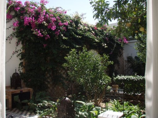 Taroudant : bougainvilliers