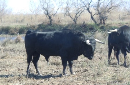 camarguedt 093