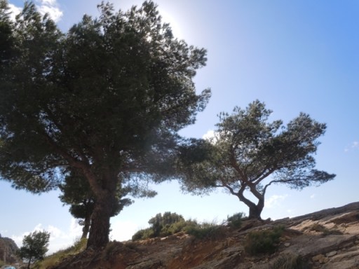 les pins torturés par le vent
