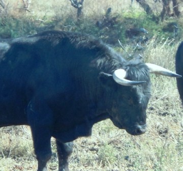 camarguedt 094 - Copie