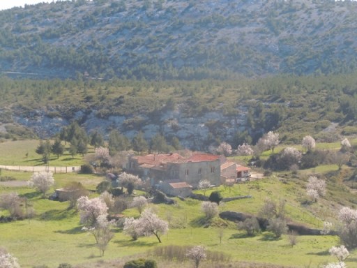 mas et arbres en fleur