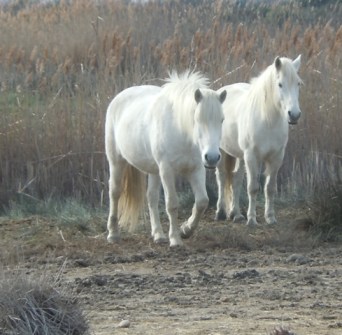 chevaux camarguais
