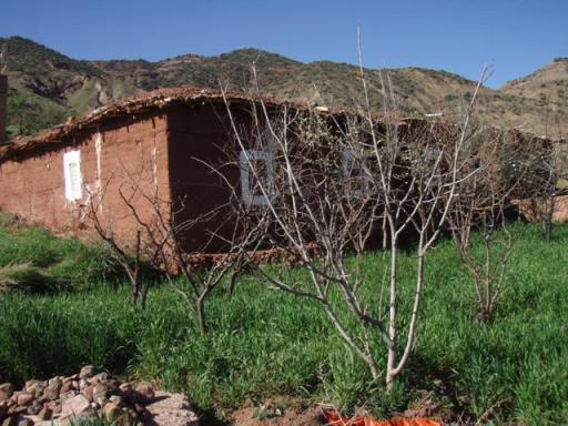 asni maison et blé vert - Copie