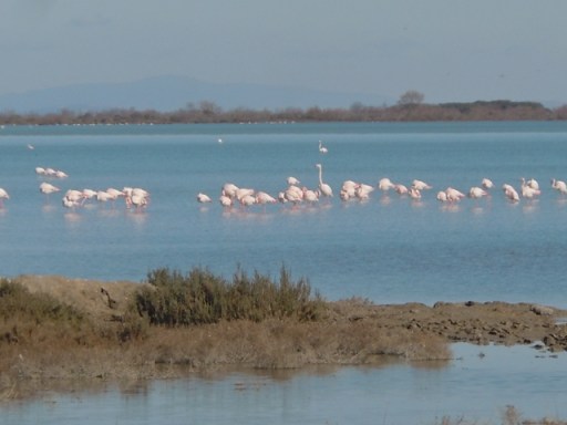 Flamands roses non loin de Cacharel