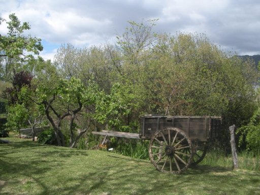 le ruisseau, les cognassiers