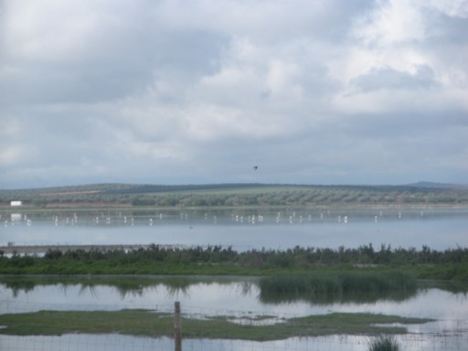 flamands roses sur la lagune de Fuente de la Pedra