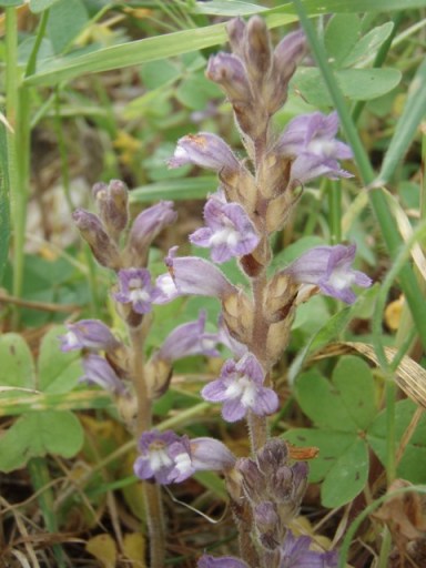 Une orchidée mais quelle espèce?