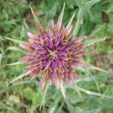 cyclades 14mp 037 - Copie