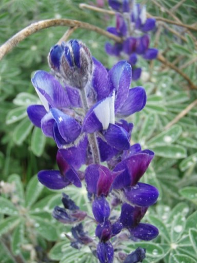 lupin au dessus de Lefkes