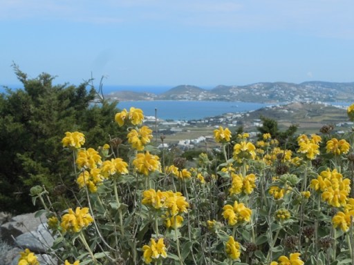 Baie de Parikia vue de la montagne. Sauge de Jérusalem au 1er plan