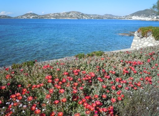 la baie de Parikia en dessous de Stratos.Au premier plan griffes de sorcière