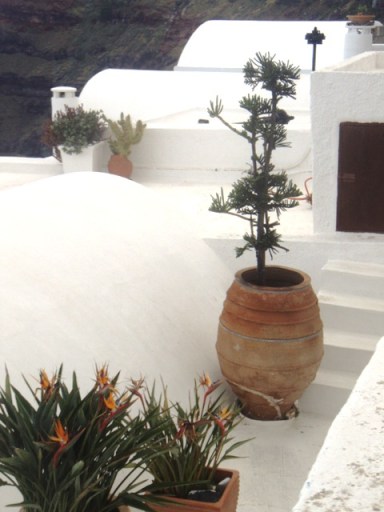 strelitzia et plantes grasses