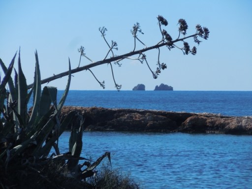 Parikia agave et ilets