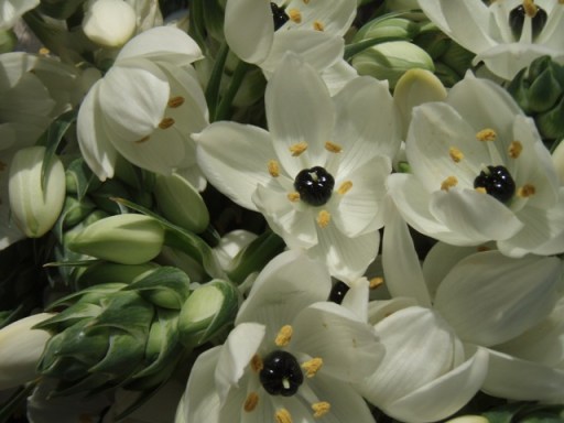 j'aimerais bien connaître le nom de cette fleur au coeu noir