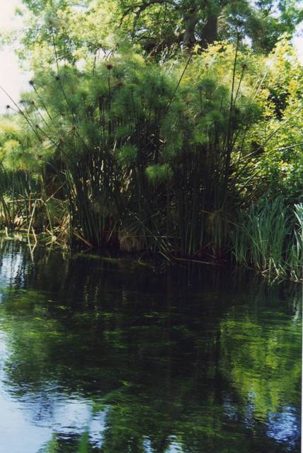 syracuse papyrus - Copie