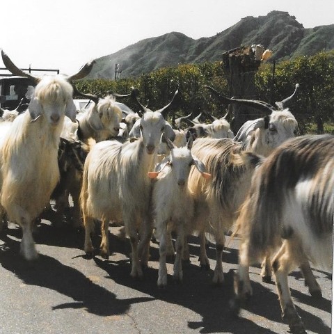 chèvres sur la route de calabiantano
